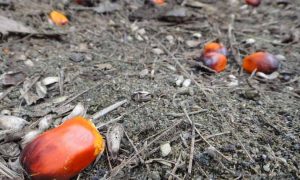 kelapa sawit indonesia