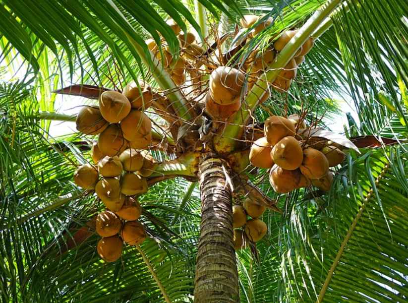 produktivitas pohon kelapa