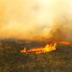 kebakaran hutan - agroindustri
