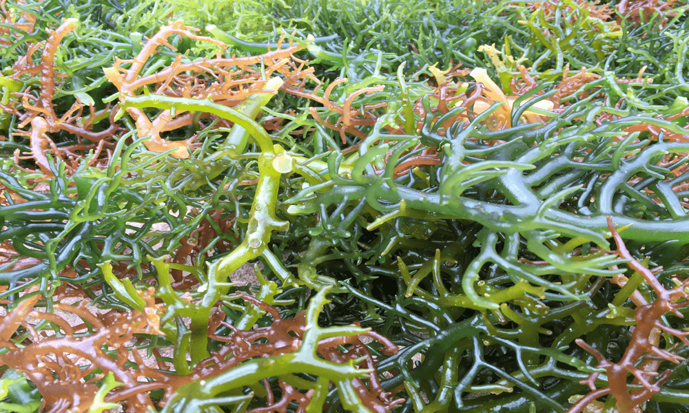 rumput laut madura