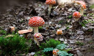 klasifikasi jamur