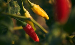 Cara Menanam Cabe Hidroponik dengan Alat Sederhana